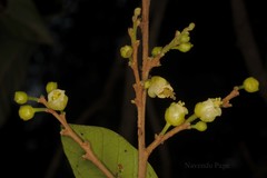 Paracroton integrifolius